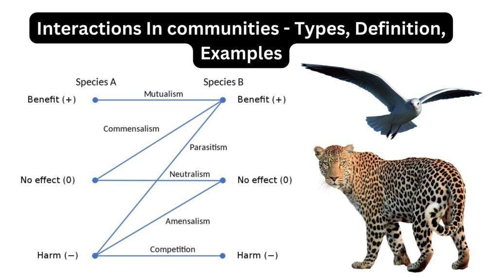 Creating a Community: Encouraging Interaction and Feedback