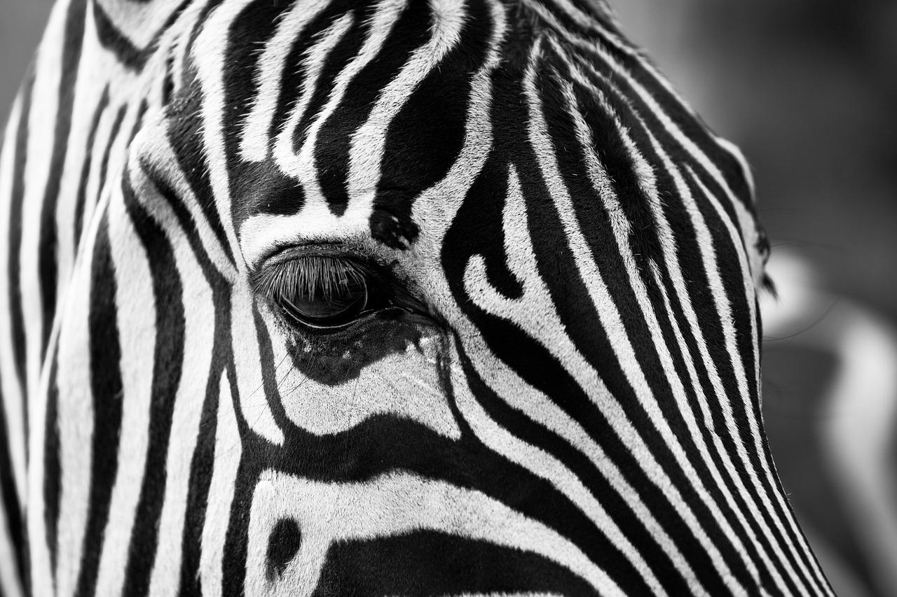 Troubleshooting Common Issues When Using Stripe in Eduma