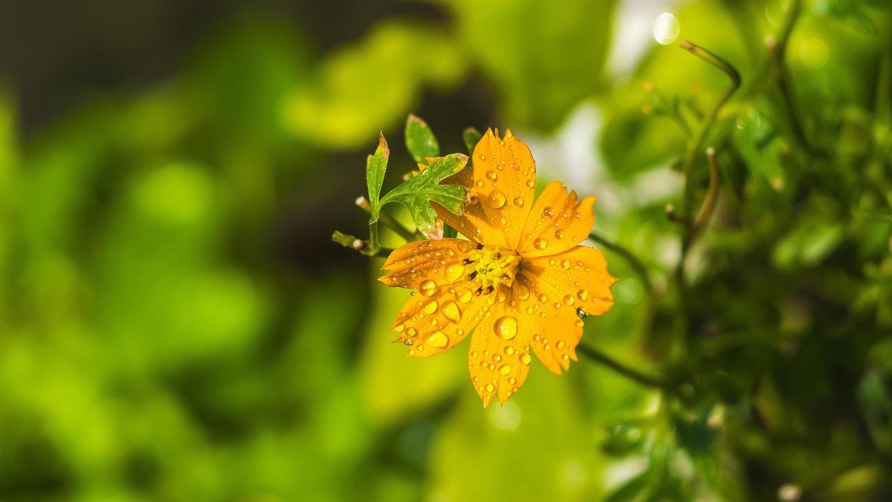 Maximizing Engagement: Tips for Creating Compelling Courses